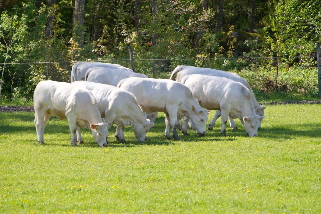 Bosgårdin karja ulkoilee vuoden ympäri.