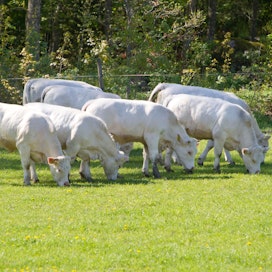 Bosgårdin karja ulkoilee vuoden ympäri.