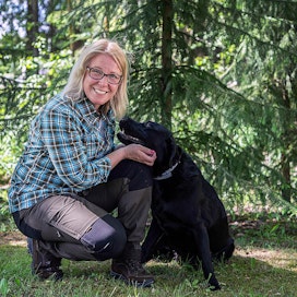 Suomen Metsästäjäliiton toiminnanjohtaja Heli Siitari metsästää koirien kanssa. Siitarin kuudesta labradorinnoutajasta kuvassa on mukana Jaska.