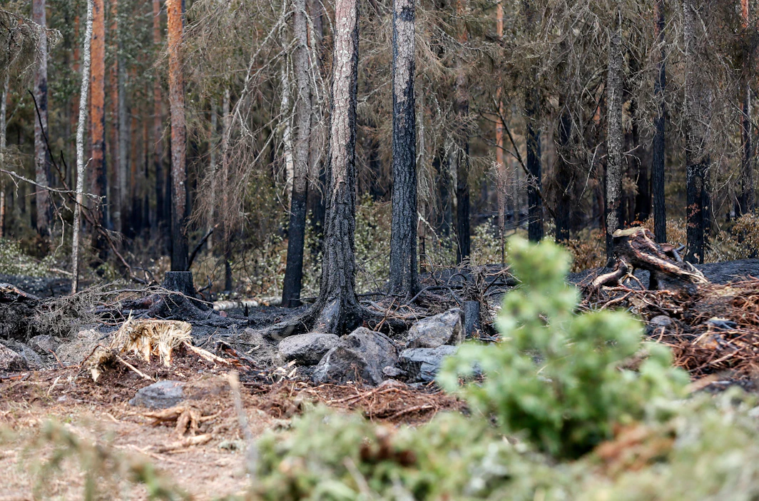Tuli saattaa jäädä kytemään maan alle, vaikka metsäpalo olisi jo sammutettu. Kuva on Pyhärannasta kesältä 2018.