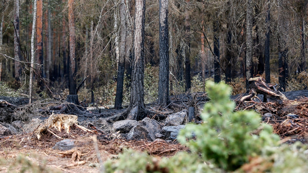 Tuli saattaa jäädä kytemään maan alle, vaikka metsäpalo olisi jo sammutettu. Kuva on Pyhärannasta kesältä 2018.