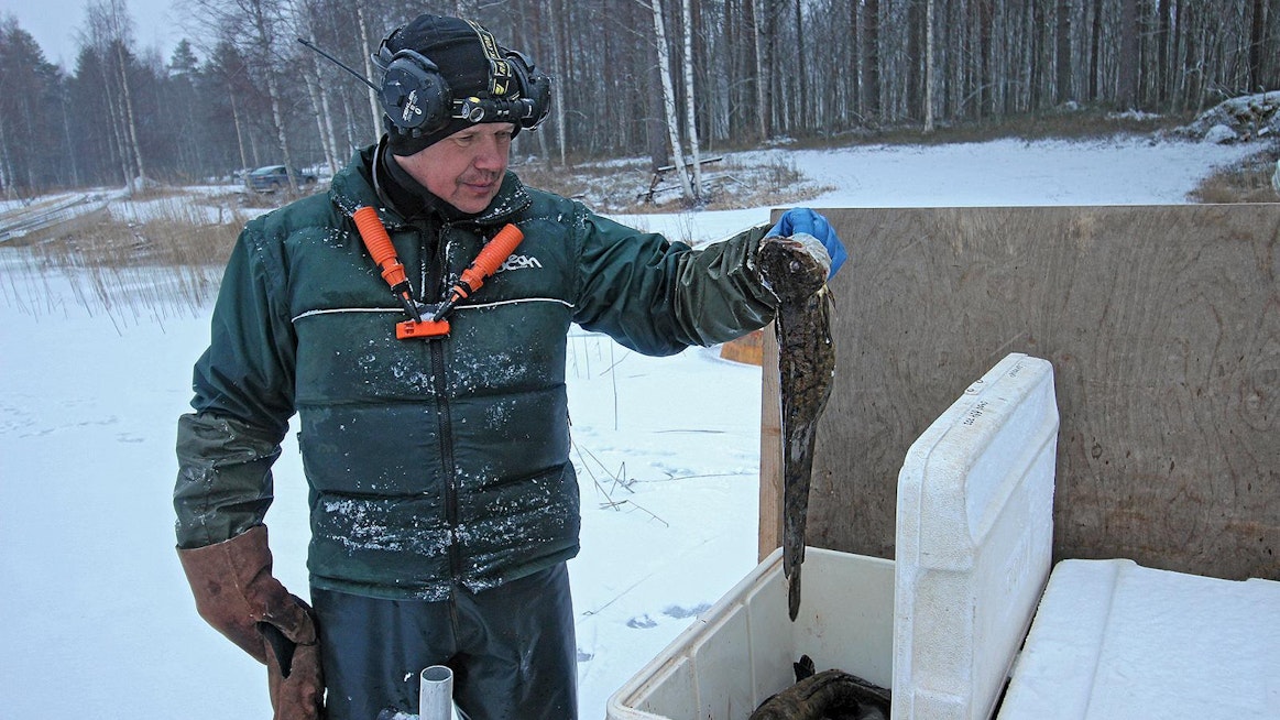 Jari Lehikoinen pyytää talvikaudella kalaa verkkojen lisäksi katiskoilla. Mateet olivat tammikuussa siirtymässä mataliin rantavesiin kutemaan.