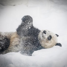 Ähtärin pandojen suvunjatkaminen olisi laajalti toivottu uutinen. Lumi-pandalla on kerrottu olevan kiiman merkkejä. Arkistokuva.