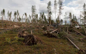 Myrskytuhokohteiden selvittely ja korjuu on hyvässä vauhdissa, mutta tuhoalueen laajuuden vuoksi vain osa tuhokohteista on ehditty kartoittaa ja saattaa korjuuseen, Metsäkeskus kertoo.