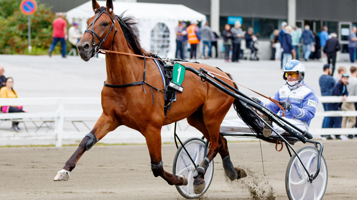 Olli Timosen laittelema ylväsryhtinen Gambling Face pyrkii pysymään kultakannassa Jarmo Saarelan ohjastamana. Vauhdikas nelivuotias kilpailee Oulun illan seitsemännessä lähdössä.