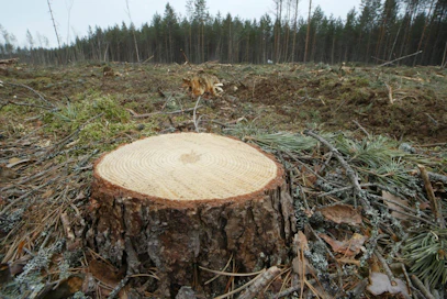 Kasvien ja puiden paksuuskasvu kestää usein koko niiden eliniän.