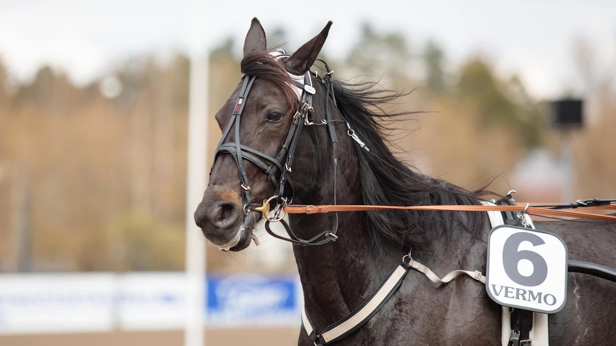 Dimitri Palmroosin treenaama verraton vauhtimylly Lady Luck on voittanut jokaisen kauden neljästä kisastaan näyttävästi. Ennätys on kohentunut tänä vuonna lukemiin 10,6. Keskiviikkona tehtävä tiukkenee, kun vastassa ovat Staro Miami ynnä muut kipakat kilpasiskot.