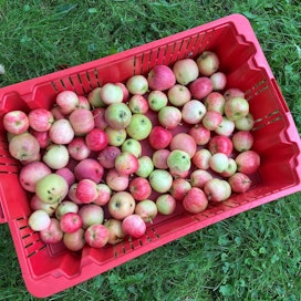 Kotipuutarhan omenapudokkaista kannattaa kerätä parhaat jalostettavaksi.