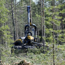 Metsäkeskuksen metsäjohtajan Anna Rakemaan mukaan on tärkeää katsoa, että metsä pysyy hyvässä kasvukunnossa. LEHTIKUVA / Martti Kainulainen