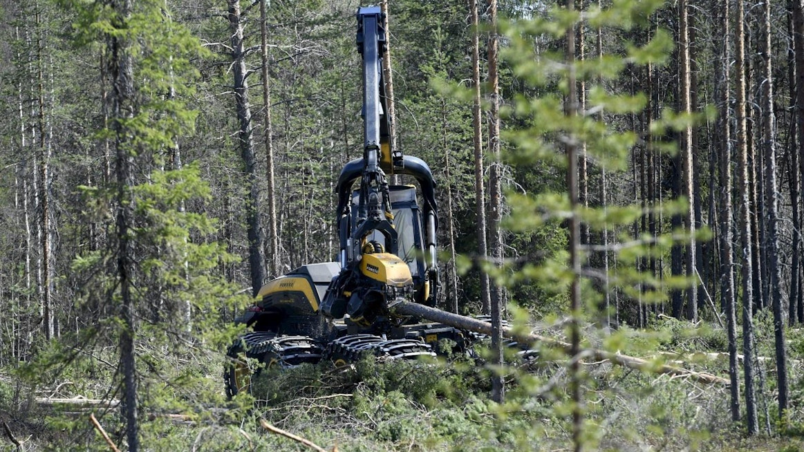 Metsäkeskuksen metsäjohtajan Anna Rakemaan mukaan on tärkeää katsoa, että metsä pysyy hyvässä kasvukunnossa. LEHTIKUVA / Martti Kainulainen
