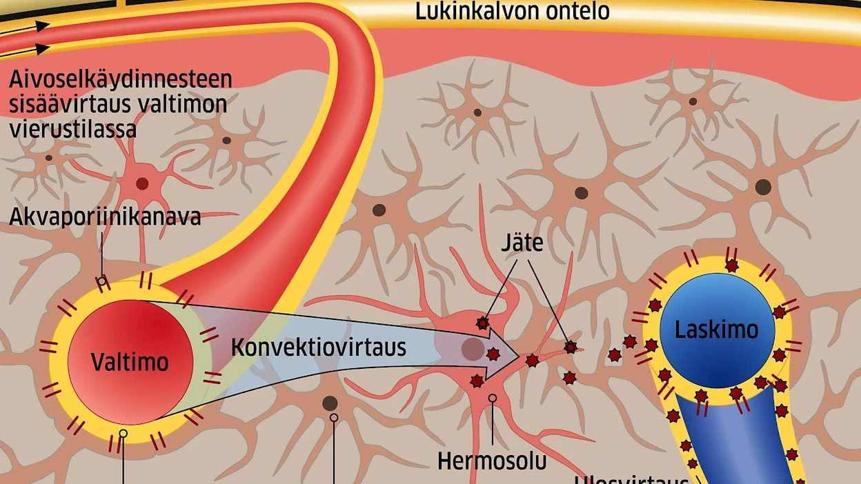 Unen aikana aivoissa toimii niin kutsuttu glymfaattinen verkosto, jossa aivo-selkäydinneste kiertää keräämässä jätteet aivosolukoista. Ne johdetaan lopuksi verenkiertoon, josta ne poistuvat kuten muutkin kuona-aineet.