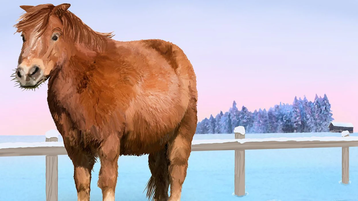 Lihava hevonen sairastuu usein insuliiniaineenvaihdunnan häiriöön, josta voi seurata kivulias kaviokuume. Pullukan laihduttaminen tarkalla, tiheällä ruokinnalla ja tarmokkaalla liikunnalla on parasta hevosenhoitoa.