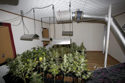 Kannabiksen kotikasvatus on nopeasti lisääntynyt 2000-luvulla. Lehtikuva/handout/keskusrikospoliisi