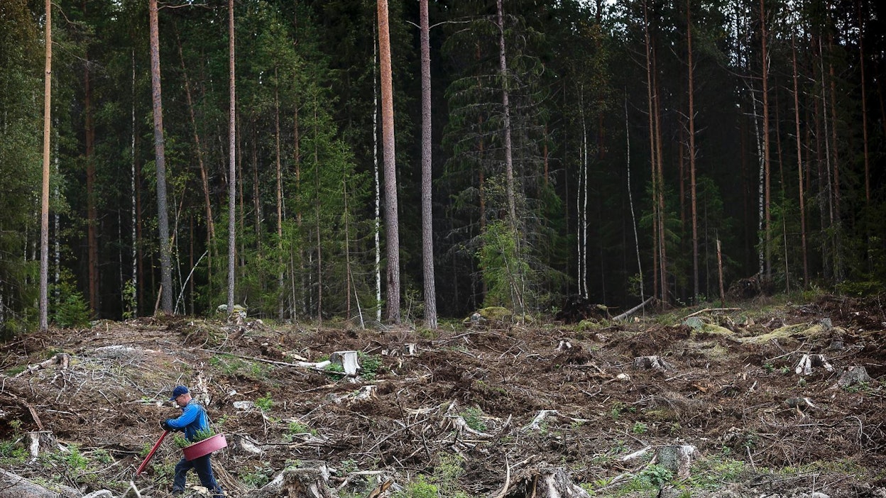 Reilu kymmenesosa metsäpuiden taimista istutetaan syksyllä.