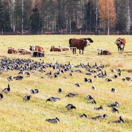 Valkoposkihanhien syysmuuttoa odotetaan alkavaksi. Syksyllä hanhista pysähtyy kevättä suurempi osuus Suomessa ja suurimmillaan lintujen määrä on 18.9.–30.10. välisenä aikana. Parvet ruokailevat Suomen puolella noin kuukauden ajan.