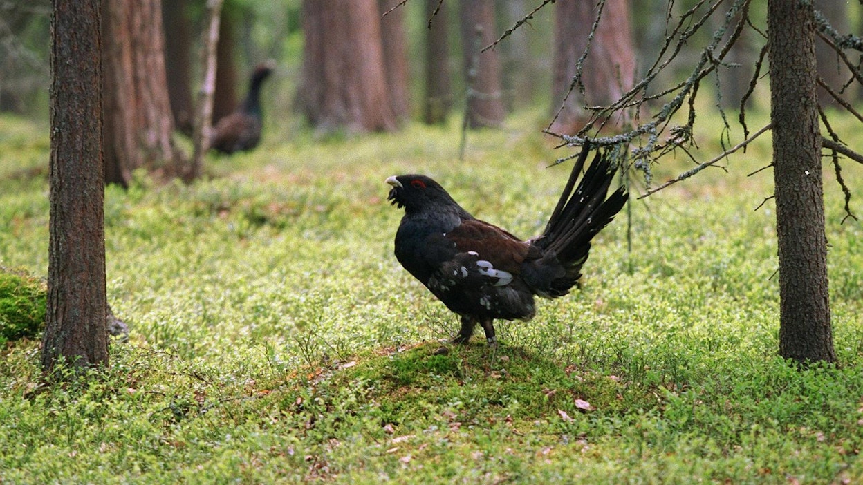 Erävalvonta kannustaa ihmisiä ilmoittamaan epäillyistä rikoksista.