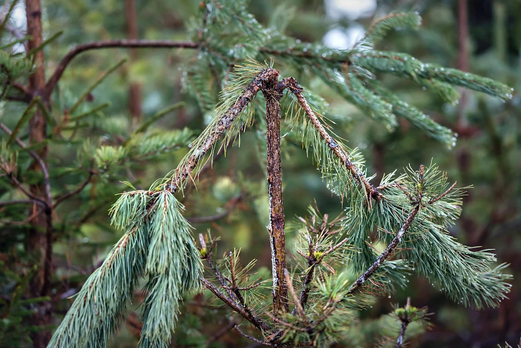 Metsäkeskuksessa on odottamassa noin 140 hirvivahinkoarviointipyyntöä, joista valtaosa ehditään hoitaa kuluvan vuoden puolella. Noin 50 maastoarviointia siirtyy ensi vuodelle, ja niistä ilmoitetaan suoraan maanomistajille.