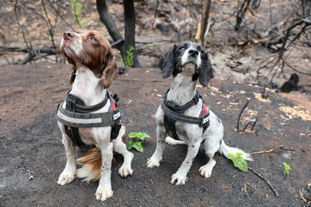 Englanninspringerspanielit Taz ja Missy on koulutettu jäljittämään koaloita niiden ulosteiden perusteella.
