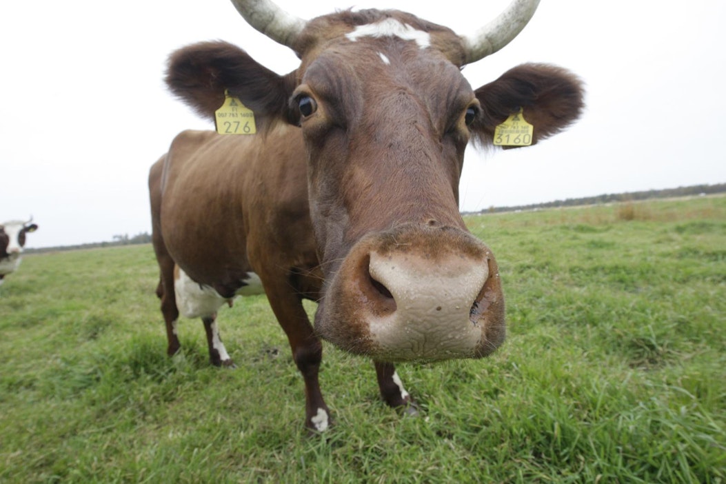Kuvan lehmä ei liity tapaukseen.