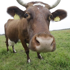 Kuvan lehmä ei liity tapaukseen.