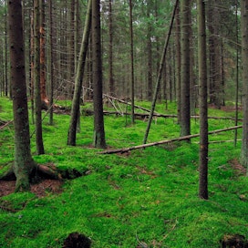 Selvityksen mukaan suomalaiset kokevat metsän kaikille yhteiseksi.