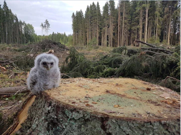 Tanner kertoo, että löydettäessä pöllönpoikanen oli maassa. Tämän jälkeen Tanner rengasti poikasen, ja palautti sen pesäänsä. Rengastamisen ja pesään palauttamisen välissä hän kuvasi pöllönpoikasta.