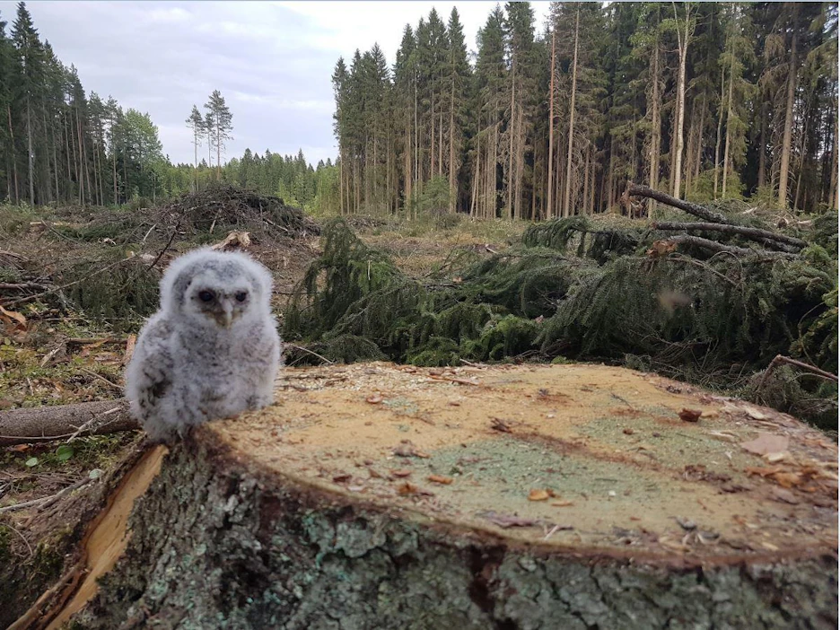 Tanner kertoo, että löydettäessä pöllönpoikanen oli maassa. Tämän jälkeen Tanner rengasti poikasen, ja palautti sen pesäänsä. Rengastamisen ja pesään palauttamisen välissä hän kuvasi pöllönpoikasta.