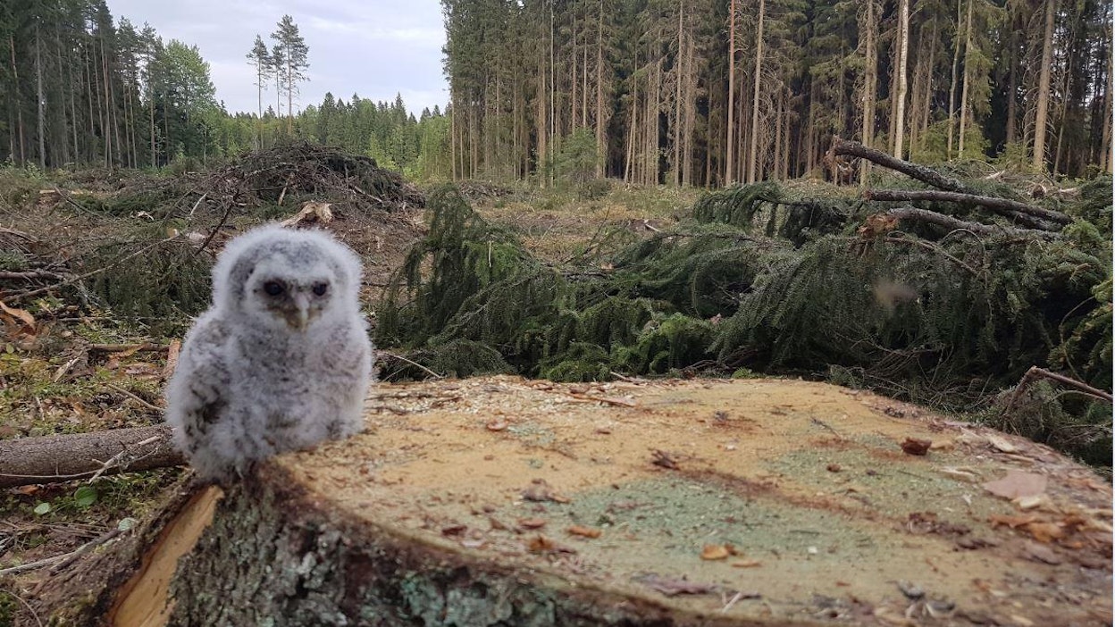 Tanner kertoo, että löydettäessä pöllönpoikanen oli maassa. Tämän jälkeen Tanner rengasti poikasen, ja palautti sen pesäänsä. Rengastamisen ja pesään palauttamisen välissä hän kuvasi pöllönpoikasta.