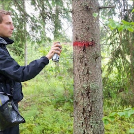 Metsäkeskuksen Thomas Hansson merkitsee kirjanpainajan valtaamat puut punaisella spraymaalilla. Näin ne on jatkossa helpompi löytää metsästä. Markku Vuorikari