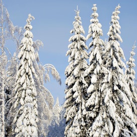 Keski-Suomessa Multialla puihin on alkanut kertyä lunta.
