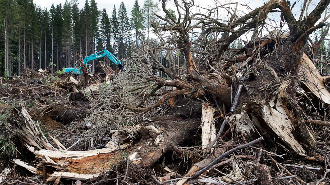 Kantojen käyttö bioenergiaksi oli suosittua vielä kymmenen vuotta sitten, mutta nyt se on vähentynyt suuresti. Kuva on työnäytöksestä Juvalla vuonna 2006.