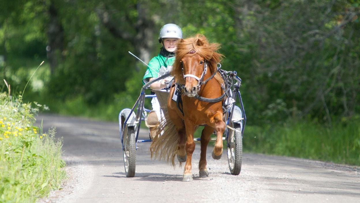 Mats Havulehto ja Pomona II olivat peruslenkillä kotikulmilla kesällä 2014, muutama viikko MiniElitloppet-voiton jälkeen.