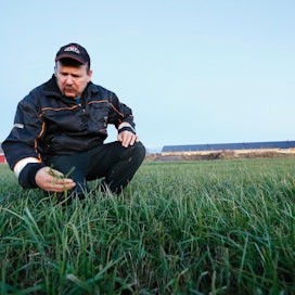 Mikko Viitala epäilee säilörehun laadun kärsineen siitä, että fosforilannoitusta on rajoitettu ympäristökorvauksessa aiempaa enemmän.