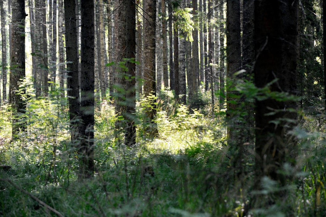Nopeakasvuiset kuuset kasvattavat laajan juuriston jo taimivaiheessa.