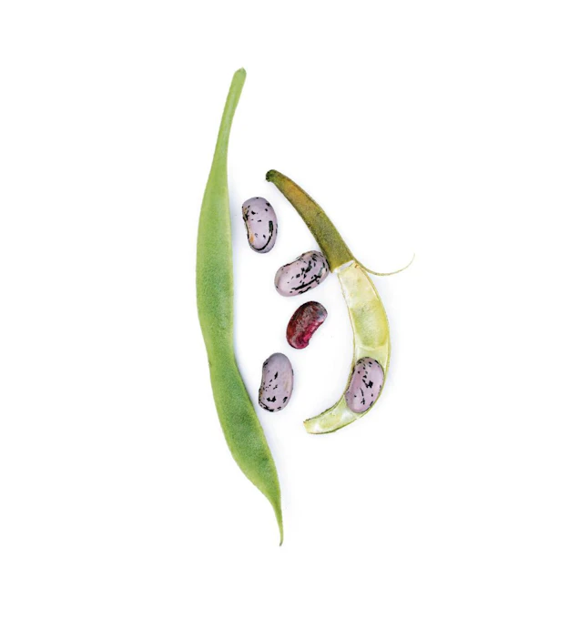 Papujen laajassa joukossa riittää kokeiltavaa, kasvatettavaa ja syötävää. Varsinaiset pavut, eli Phaseolus vulgaris -kasvin viljelylajikkeet, jaetaan pensaspapuihin, tarhapapuihin (taite- ja vahapavut) ja kiipeileviin papuihin (salko- ja ruusupavut). Kuvassa ruusupapu ’Firestorm’.