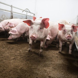 Venäjä ei määrittele sianlihan tuonnin avaamisen siirtymäaikaa. EU:n mielestä se ei voi olla pitkä.