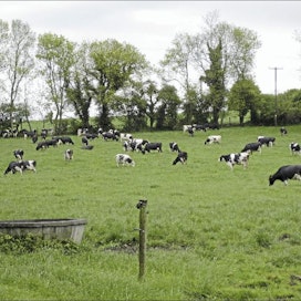 Irlannissa suuri osa lehmistä on laitumella lähes ympäri vuoden. David Hannonin tilalla 180 lehmää laiduntaa 72 hehtaarin alalla helmikuusta joulukuuhun. riitta mustonen