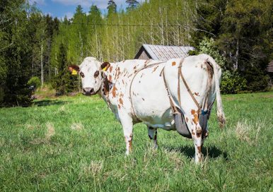 "Puhutaan paljon taloudellisista vaikeuksista, mutta maatalouden vaikeuksista ei puhuta mitään."