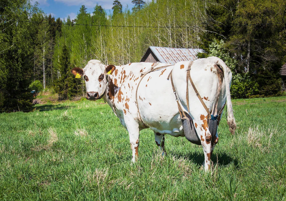 "Puhutaan paljon taloudellisista vaikeuksista, mutta maatalouden vaikeuksista ei puhuta mitään."