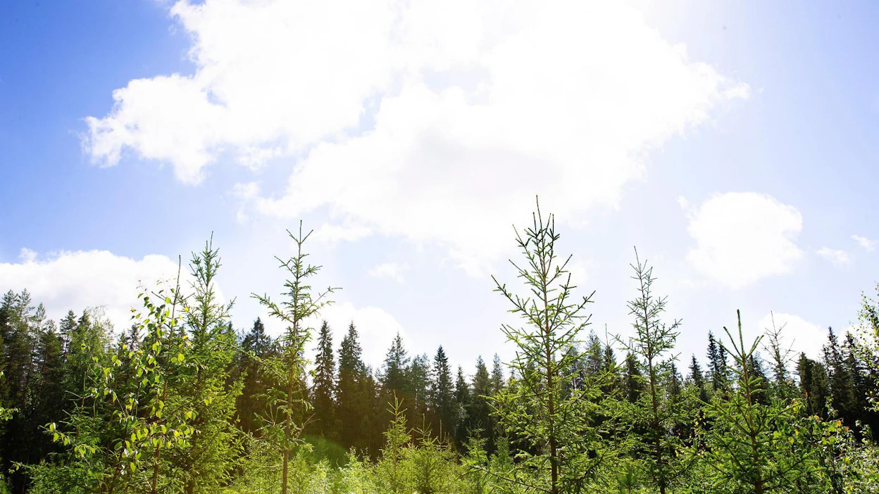 Taimikon varhaishoitoon voi saada kemeratukea 160 euroa ja nuoren metsän hoitoon 230 euroa hehtaarilta.