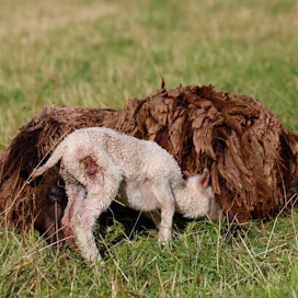 Sudet ovat aiheuttaneet vahinkoja ruotsalaisilla lammastiloilla. Arkistokuva suomalaiselta lammaslaitumelta susien tihutöiden jälkeen.