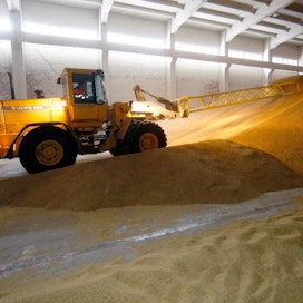 IGC alensi kuukausiraportissaan myös ennustettaan viljan, erityisesti vehnän, kulutuksesta.