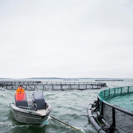 Kalatalouden väliaikaista tukea voidaan myöntää koko maassa kalankasvatusta, kalan jalostusta sekä kalan tukku- ja vähittäiskauppaa harjoittaville yrityksille. Arkistokuva Brändö Laxin kalanviljelylaitokselta.