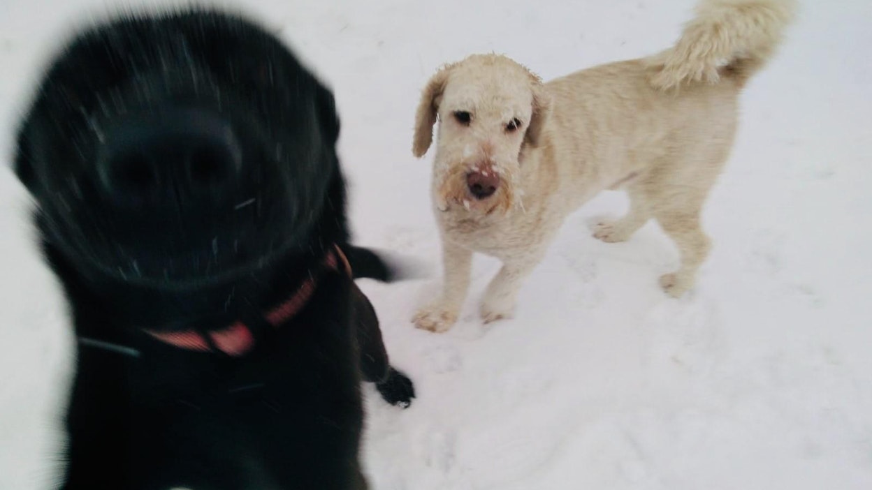 Omalla pihalla koiraa saa pitää vapaana myös kiinnipitoaikana.