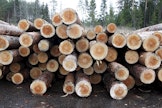 Mäntytukin reaalihinta oli vuonna 2025 noin 12 prosenttia korkeampi kuin edeltäneen viiden vuoden keskiarvo.
