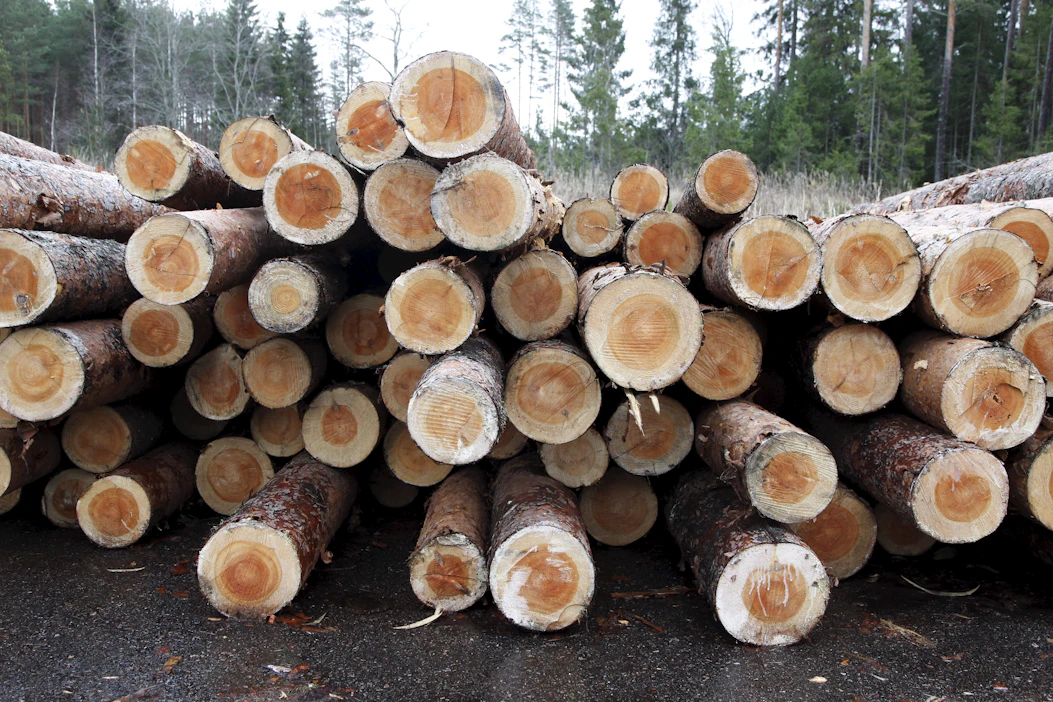 Mäntytukin reaalihinta oli vuonna 2025 noin 12 prosenttia korkeampi kuin edeltäneen viiden vuoden keskiarvo.