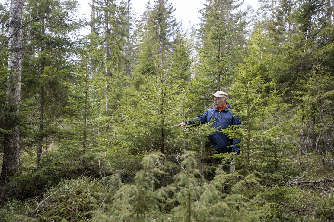 Metsän jatkuvassa kasvatuksessa puusto pidetään eri-ikäisenä. Luonnonvarakeskuksen erikoistutkija Sauli Valkonen esitteli jatkuvaa kasvatusta vuonna 2022.