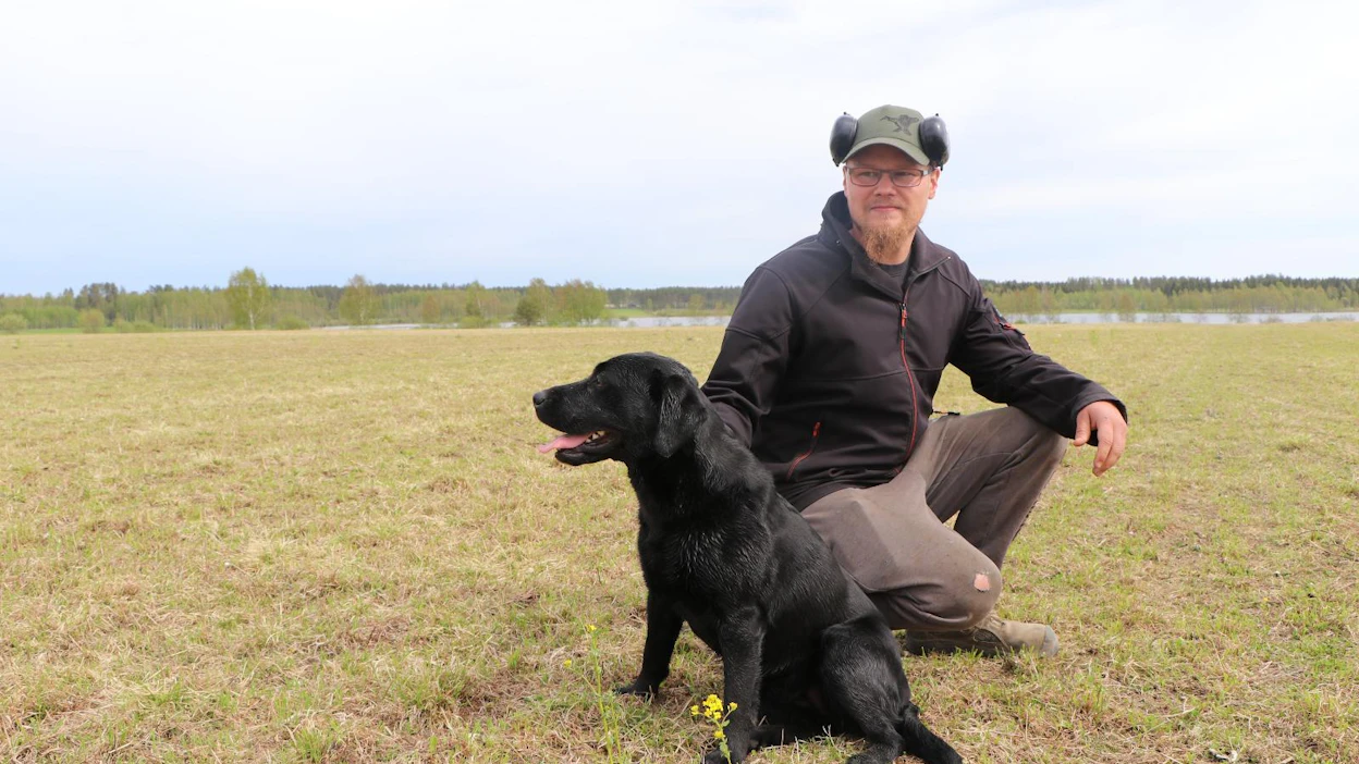 Tässä pitäisi vihertää apilanurmi, mutta hanhien vierailun jäljiltä pelto on lähes pelkkää mullosta. Jani Jantunen kiertää nurmilohkoilla karkottamassa hanhia labradorinnoutajansa Iitan kanssa kahdesti päivässä.