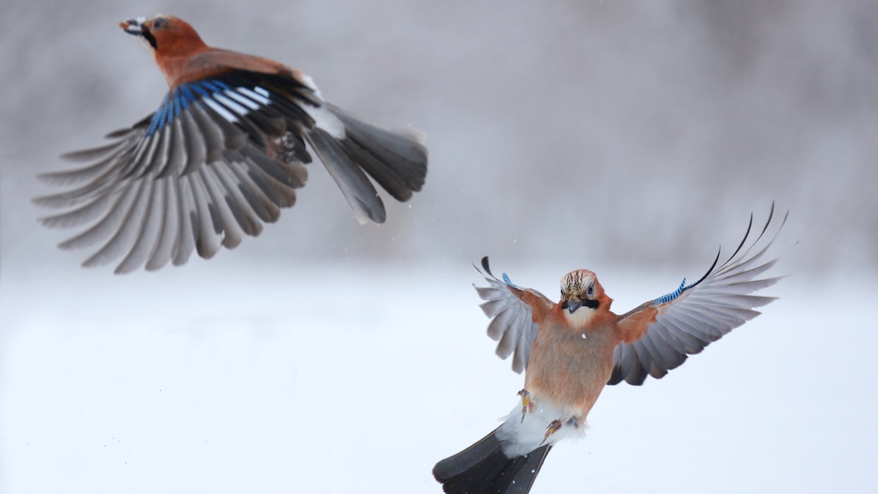 Närhi selviytyy kevääseen talvikätköjensä ansiosta.