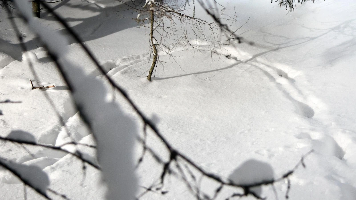 Yksittäisistä sudenjäljistä, jotka ovat yön aikana ilmestyneet pihaan, ei soiteta hätäkeskukseen, muistuttaa komisario Sami Joutjärvi.